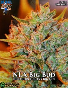 Northern Lights X Big Bud (feminized) - Dr. Blaze