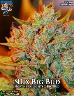 Dr. Blaze - Northern Lights x Big Bud {FEM} [5pk]nl x big bud