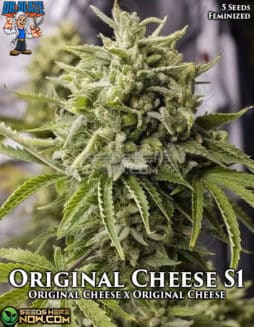 Dr. Blaze - Original Cheese {FEM} [5pk]Original Cheese