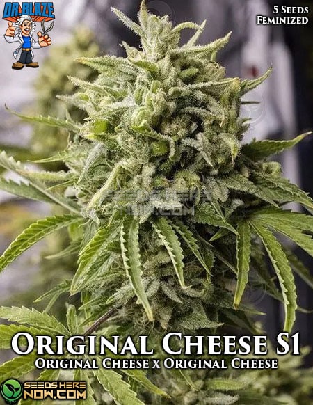 - Dr. Blaze - Original Cheese {Fem} [5Pk]