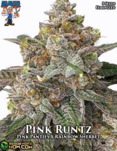 Pink Runtz S1 (feminized) - Dr. Blaze