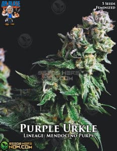 Purple Urkle S1 (feminized) - Dr. Blaze