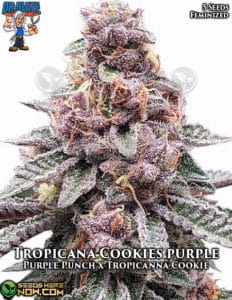 Tropicana Cookies Purple S1 (feminized) - Dr. Blaze