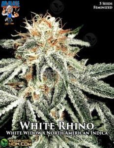 White Rhino S1 (feminized) - Dr. Blaze