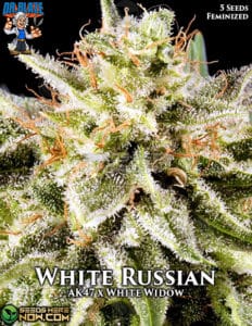 White Russian S1 (feminized) - Dr. Blaze
