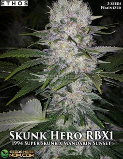 Ethos Genetics - Skunk Hero RBX1 {FEM} [5pk]
