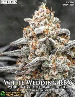 Ethos Genetics - White Wedding RBX {FEM} [5pk]