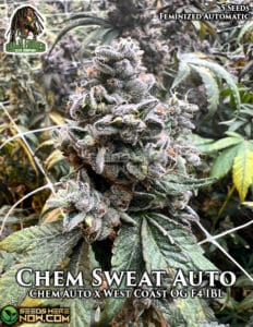 Chem Sweat Auto (autoflower) - Ganja Farmer