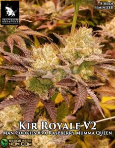 Kir Royale V2 (feminized) - Heavy Dayze Genetics