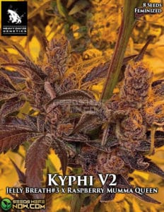 Kyphi V2 (Feminized) - Heavy Dayze Genetics
