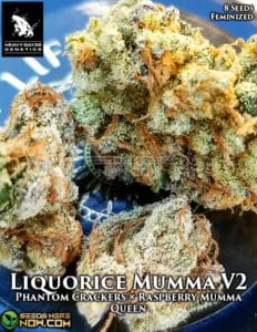 Liquorice Mumma V2 (Feminized) - Heavy Dayze Genetics