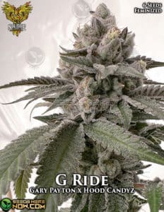 G Ride (feminized) - Solfire Gardens