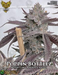Poppin bottlez (feminized) - solfire gardens