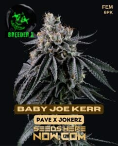Baby Joe Kerr (feminized) - Breeder X