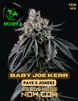 Breeder X - Baby Joe Kerr {FEM} [6pk]Breeder X - Baby Joe Kerr