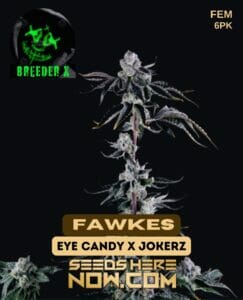 Fawkes (feminized) - Breeder X
