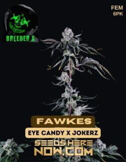 Breeder X - Fawkes {FEM} [6pk]Breeder X - Fawkes