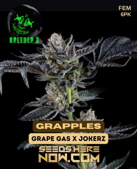 Breeder X - Grapples