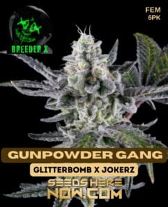 Gunpowder Gang (feminized) - Breeder X
