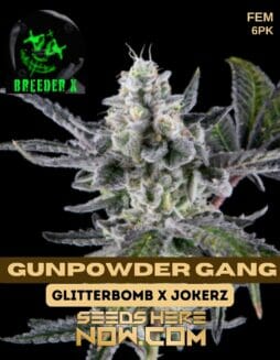 Breeder X - Gunpowder Gang {FEM} [6pk]Breeder X - Gunpowder Gang