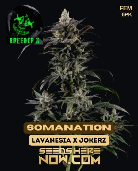 Breeder X - Somanation