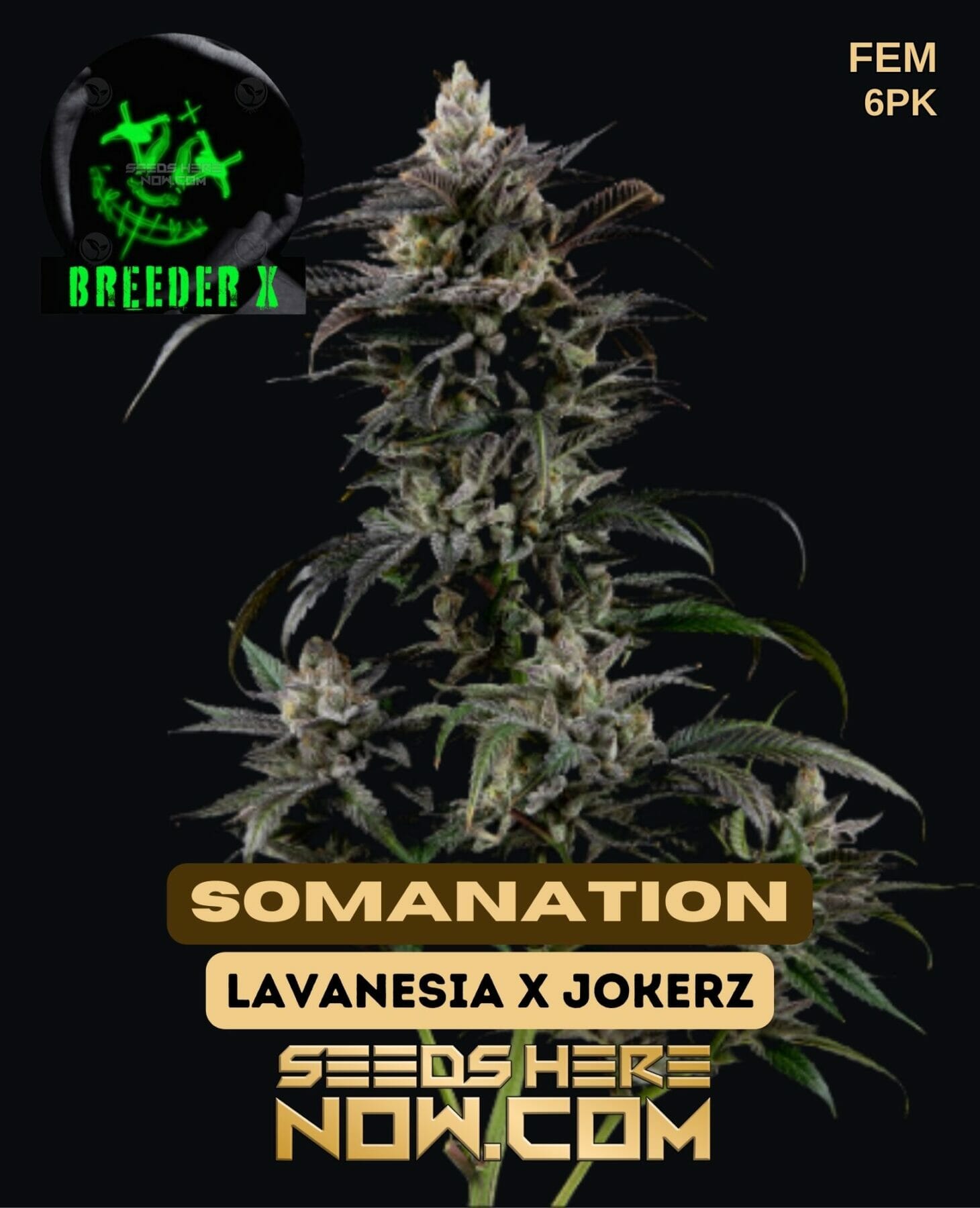 Breeder X – SomaNation {FEM} [6pk], Free Seed With Every Order