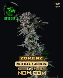 Zokerz (Feminized) - Breeder X
