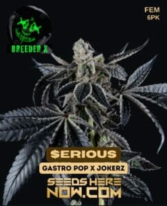 $erious (feminized) - Breeder X