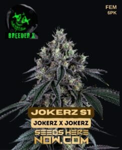 Jokerz S1 (feminized) - Breeder X