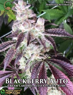 Automatically Delicious - Blackberry Auto {AUTOFEM} [5pk]blackberry auto