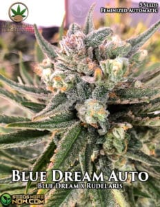 Blue Dream Auto (autoflower) - Automatically Delicious