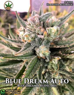 Automatically Delicious - Blue Dream Auto {AUTOFEM} [5pk]Blue Dream Auto