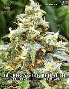 Blueberry X Big Bud Auto (autoflower) - Automatically Delicious
