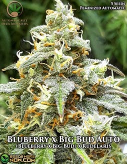 Blueberry x Big Bud