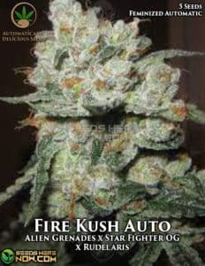 Fire Kush Auto (autoflower) - Automatically Delicious
