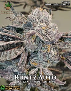 Runtz Auto (autoflower) - Automatically Delicious