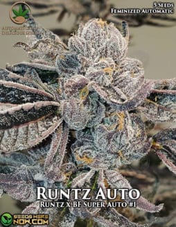 Automatically Delicious - Runtz Auto {AUTOFEM} [5pk]runtz auto