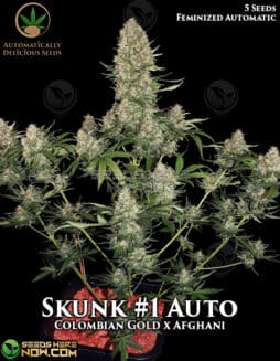 Automatically Delicious - Skunk #1 Auto {AUTOFEM} [5pk]skunk #1