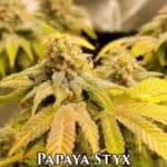 Papaya Styx (Feminized) - Cannarado Genetics
