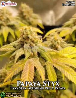 Cannarado Genetics - Papaya Styx {FEM} [6pk]papaya styx