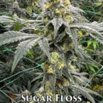 Sugar Floss (Feminized) - Cannarado Genetics