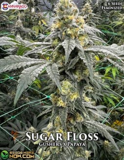 Cannarado Genetics - Sugar Floss {FEM} [6pk]sugar floss