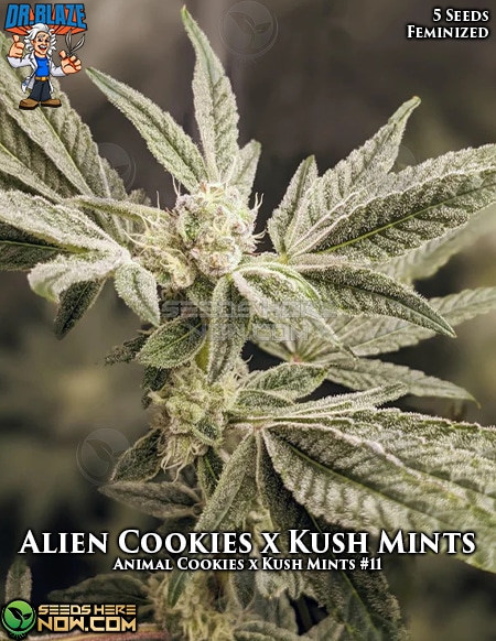Alien Cookies X Kush Mints