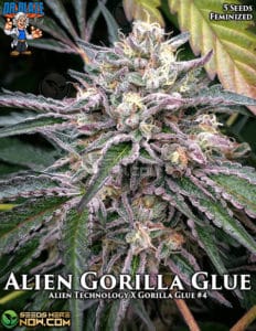Alien Gorilla Glue S1 (feminized) - Dr. Blaze