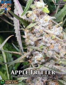 Apple Fritter S1 (feminized) - Dr. Blaze