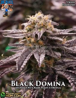 Dr. Blaze - Black Domina {FEM} [5pk]black domina