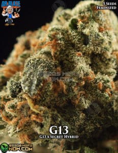 G13 S1 (feminized) - Dr. Blaze