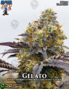 Gelato Gelato S1 (feminized) - Dr. Blaze