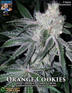 Orange Cookies S1 (feminized) - Dr. Blaze