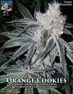 Dr. Blaze - Orange Cookies {FEM} [5pk]orange cookies